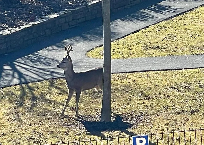 Apartmán Zur Schmied'n Ehrenhausen